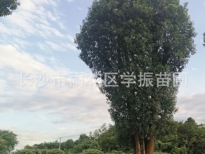 苗圃直供 香樟 精品香樟树 香樟大树 多杆香樟 量大价优图4