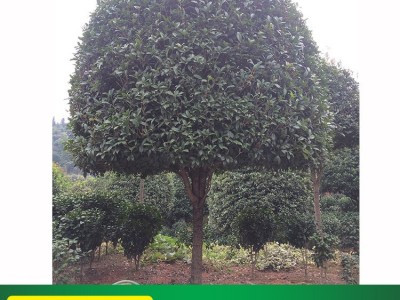 基地 丹桂苗木 庭院阳台桂花树苗 四季桂花 桂花盆栽地栽苗图4