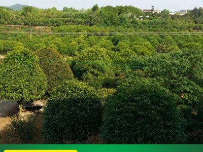 绿化工程苗木 桂花苗 八月桂 桂花树 品种齐全 桂花树苗图5