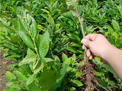 长期供应优质板栗苗 嫁接板栗树苗批发 湖南苗圃直供 货源充足图2