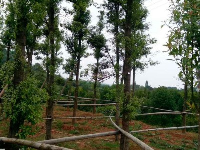 出售金丝楠木苗木 湖南金丝楠木批发 基地直销 量大从优图3