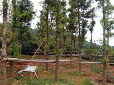 出售金丝楠木苗木 湖南金丝楠木批发 基地直销 量大从优图5