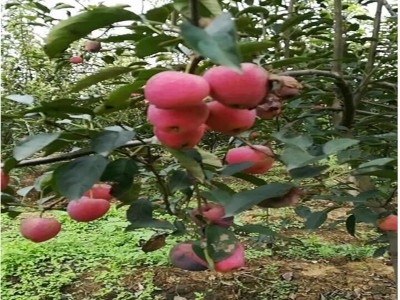 基地直供苹果树苗 矮化苹果苗量大从优 红富士苹果苗图2