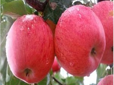 基地直供苹果树苗 矮化苹果苗量大从优 红富士苹果苗图1