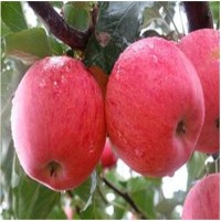 基地直供苹果树苗 矮化苹果苗量大从优 红富士苹果苗