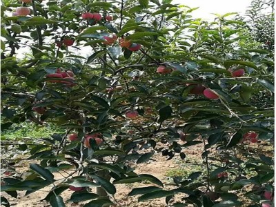 基地直供苹果树苗 矮化苹果苗量大从优 红富士苹果苗图5