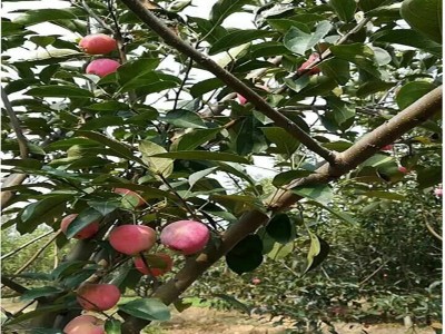 基地直供苹果树苗 矮化苹果苗量大从优 红富士苹果苗图4