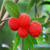杨梅种子价格 新上市杨梅种子批发 杨梅籽 杨梅子 枇杷毛桃子樱桃