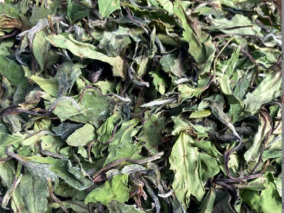2022年春茶新茶福鼎白茶磻溪高山日晒寿眉贡眉散茶茶叶源产地批发图2