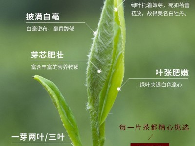2022福建福鼎白茶一级白牡丹王新茶原产地散装批发白毫银针茶饼等图4
