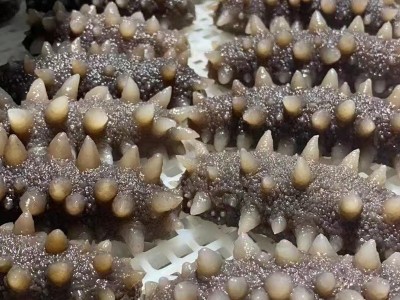 辽鼎记 厂家货源鲜食海参大连即食海参 口感Q弹 大连海参辽刺参图4