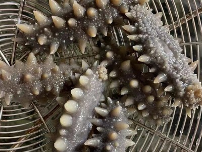辽鼎记 厂家货源鲜食海参大连即食海参 口感Q弹 大连海参辽刺参图5