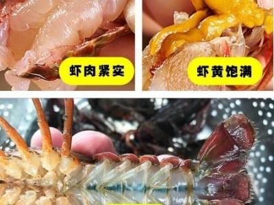 小龙虾活体小龙虾子大虾鲜活新鲜清水虾尾微山湖小青虾特大号虾图3