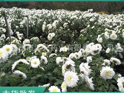 黄山贡菊2021新货白菊花茶新花散装大货不熏硫非七月菊现货图3