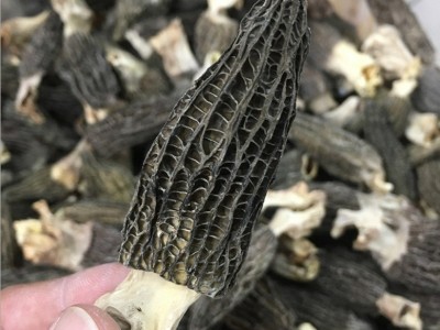 云南特级羊肚菌原产地散装食用头茬羊肚菌图5