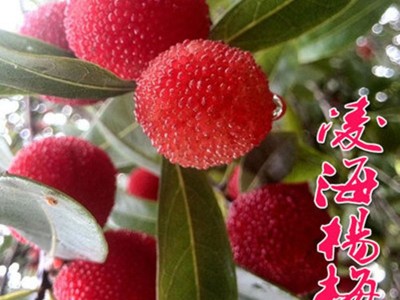 杨梅树苗盆栽南北方种植果树苗四季当年结果晚稻杨梅小苗包邮图4