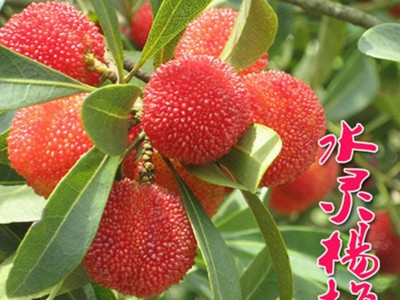 杨梅树苗盆栽南北方种植果树苗四季当年结果晚稻杨梅小苗包邮图2