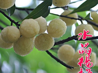 杨梅树苗盆栽南北方种植果树苗四季当年结果晚稻杨梅小苗包邮图3