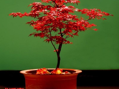 批发红枫树苗日本美国红枫小苗中国红四季红南北方种植盆栽红舞姬图5