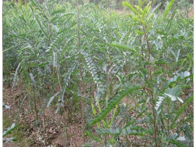大量批发皂角树苗1公分2公分3公分皂荚树苗价格行道风景防护绿化图3