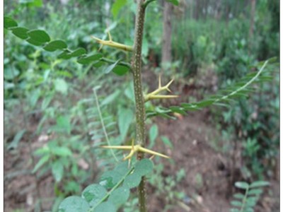 大量批发皂角树苗1公分2公分3公分皂荚树苗价格行道风景防护绿化图4