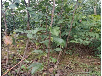 基地销售杜仲树苗 1-2公分2年杜仲树苗药用杜仲树苗 湿地绿化图5