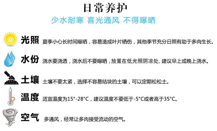 多肉详细0.10