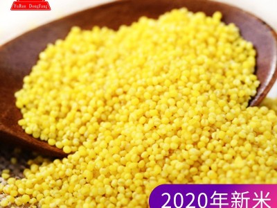 【一件代发】福润东方2022年新小米内蒙古赤峰大金苗小米粥5斤图2