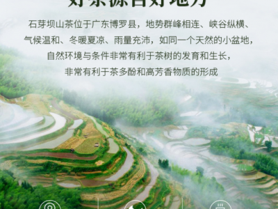 众幸福石芽坝山茶惠州特产高山绿茶罗浮山客家茶叶散装批发汤金福图4