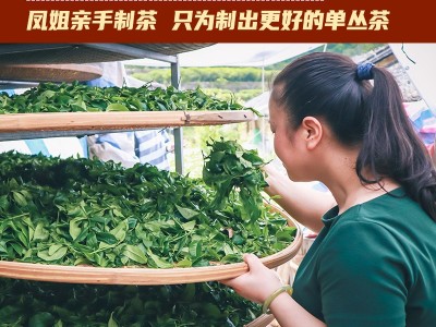 【凤姐家茶 老枞宋种】潮州凤凰单枞茶 高山单丛茶胜鸭屎香春茶叶图4