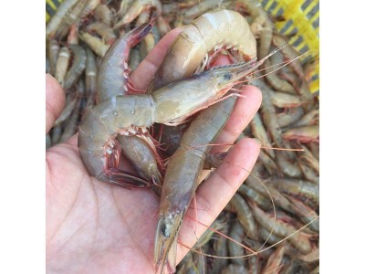 舟山东海鲜活滑皮虾青壳活剑虾渔船现捕现发当季海鲜红虾批发送礼图2