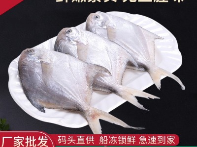 小号银鲳鱼鲜活海捕海鲜新鲜冷冻白鲳鱼鳊鱼平鱼水产批发顺丰冷链图1