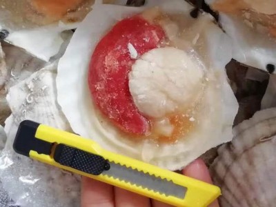 半壳夏贻贝 扇贝 冷冻扇贝图3