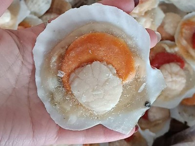 半壳夏贻贝 扇贝 冷冻扇贝图2