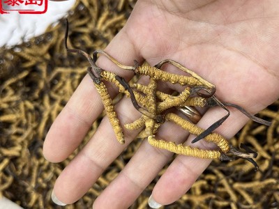 西藏那曲冬虫夏草4条/g 足干无牙签草无瘪草足条滋补虫草批发图2
