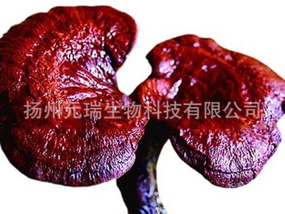灵芝多糖 灵芝三萜 现货供应 灵芝提取物中草药提取物灵芝孢子粉图4