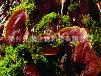 灵芝多糖 灵芝三萜 现货供应 灵芝提取物中草药提取物灵芝孢子粉图2
