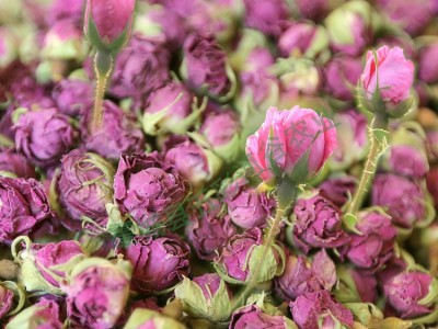批发和田玫瑰花茶沙漠干玫瑰维吾尔农民自然种植玫瑰干花蕾图3