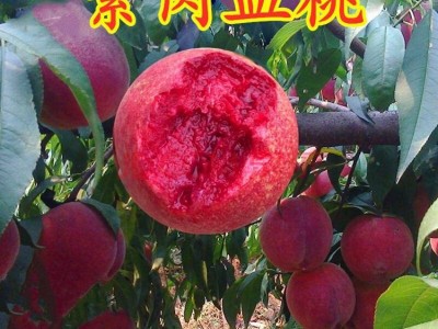 桃树苗嫁接桃树果苗盆栽水蜜桃黄桃冬桃地栽南方北方种植当年挂果图5
