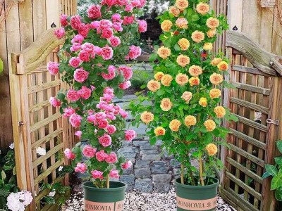 批发藤本月季花苗爬藤蔷薇多季开花欧月玫瑰浓香庭院植物花卉花墙图2