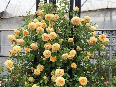 批发藤本月季花苗爬藤蔷薇多季开花欧月玫瑰浓香庭院植物花卉花墙图4