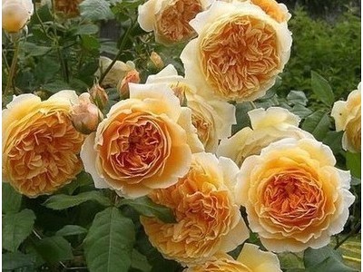 欧月花苗藤本月季庭院阳台盆栽花卉多花蔷薇花苗攀援花卉多季开花图5