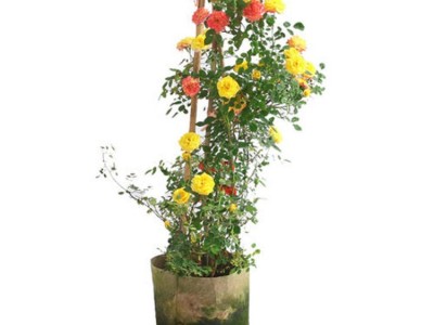 藤本月季花苗批发 爬藤月季拱门龙沙宝石盆栽 多花蔷薇当年开花图4