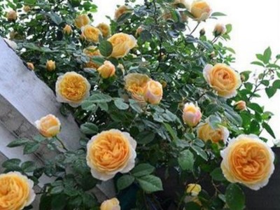 藤本月季花苗批发 爬藤月季拱门龙沙宝石盆栽 多花蔷薇当年开花图2