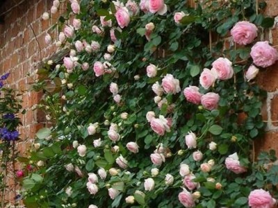 藤本月季花苗批发 爬藤月季拱门龙沙宝石盆栽 多花蔷薇当年开花图3