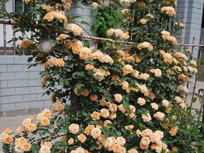 藤本月季花苗批发 爬藤月季拱门龙沙宝石盆栽 多花蔷薇当年开花图5