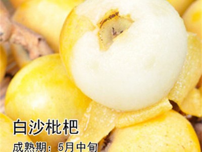 四川新品种无核砂糖枇杷树苗盆栽地栽无籽枇杷苗嫁接果树苗枇杷树图3