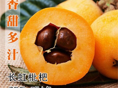 四川新品种无核砂糖枇杷树苗盆栽地栽无籽枇杷苗嫁接果树苗枇杷树图2