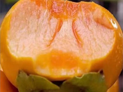 新品种嫁接柿子树苗特大苹果柿子树苗果树苗当年结果北方种植盆栽图5