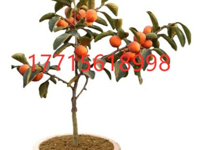 新品种嫁接柿子树苗特大苹果柿子树苗果树苗当年结果北方种植盆栽图4